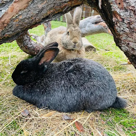 Μοτέλ Gjestegard